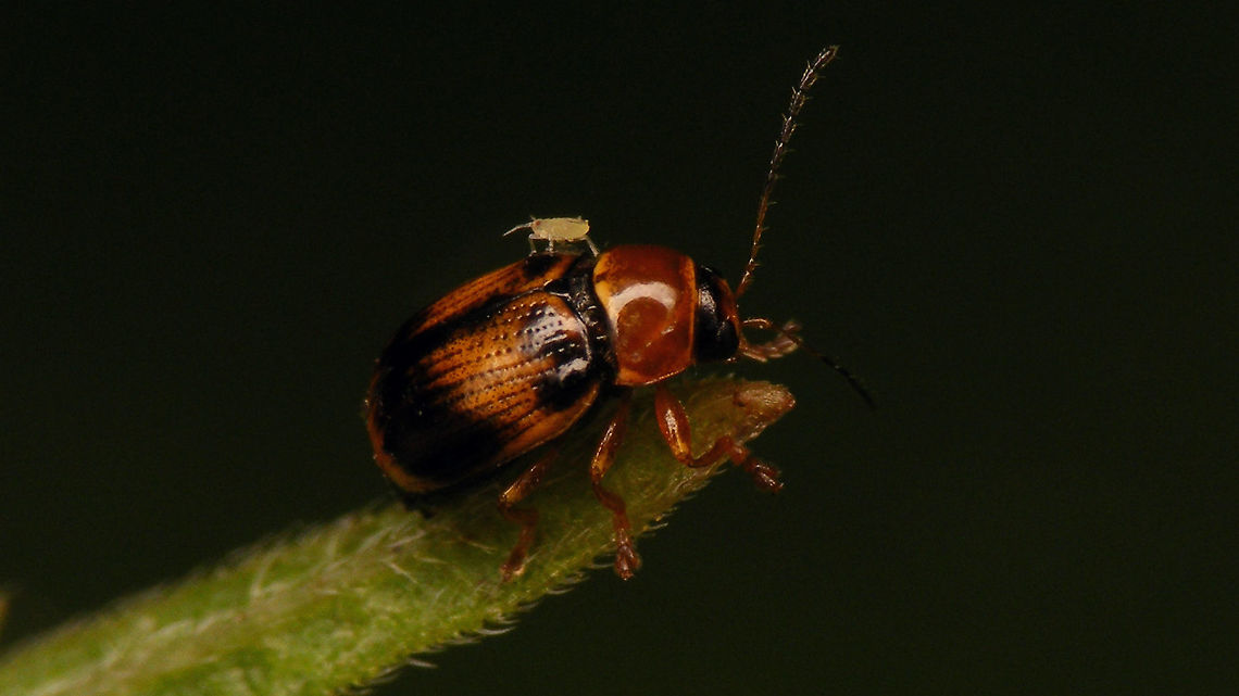 Cryptocephalus pusillus with passenger  Aphid,Chrysomelidae,Cryptocephalinae,Cryptocephalini,Cryptocephalus,Cryptocephalus pusillus