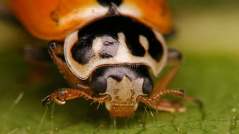 Hippodamia variegata - Mugshot Full view of same beetle:
https://www.jungledragon.com/image/81860/hippodamia_variegata_-_frontal_spots_missing.html Adonis ladybird,Coccinellidae,Geotagged,Hippodamia,Hippodamia variegata,Ladybird,Netherlands,nl: Ruigtelieveheersbeestje