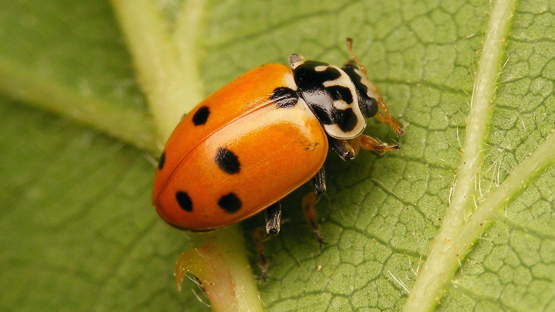 Hippodamia variegata - frontal spots missing Mugshot of same beetle:<br />
<figure class="photo"><a href="https://www.jungledragon.com/image/81859/hippodamia_variegata_-_mugshot.html" title="Hippodamia variegata - Mugshot"><img src="https://s3.amazonaws.com/media.jungledragon.com/images/3043/81859_thumb.jpg?AWSAccessKeyId=05GMT0V3GWVNE7GGM1R2&Expires=1767225610&Signature=7oXah4y99owHkPhI7wAnVdda7T8%3D" width="200" height="114" alt="Hippodamia variegata - Mugshot Full view of same beetle:<br />
https://www.jungledragon.com/image/81860/hippodamia_variegata_-_frontal_spots_missing.html Adonis ladybird,Coccinellidae,Geotagged,Hippodamia,Hippodamia variegata,Ladybird,Netherlands,nl: Ruigtelieveheersbeestje" /></a></figure> Adonis ladybird,Coccinellidae,Geotagged,Hippodamia,Hippodamia variegata,Ladybird,Netherlands,nl: Ruigtelieveheersbeestje