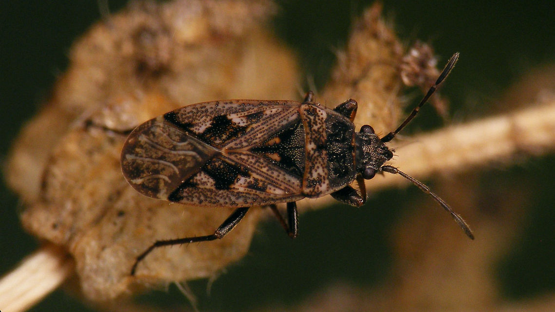 Sphragisticus nebulosus  Alerdinck,Geotagged,Lygaeidae,Megalonotini,Netherlands,Rhyparochromidae,Rhyparochrominae,Sphragisticus,Sphragisticus nebulosus,nl: Nevelrookwants