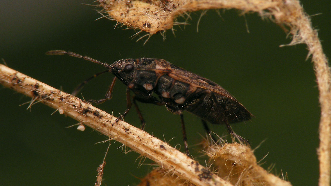 Sphragisticus nebulosus - Lateral  Alerdinck,Geotagged,Lygaeidae,Megalonotini,Netherlands,Rhyparochromidae,Rhyparochrominae,Sphragisticus,Sphragisticus nebulosus,nl: Nevelrookwants