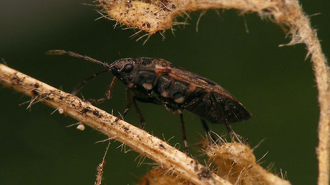 Sphragisticus nebulosus - Lateral  Alerdinck,Geotagged,Lygaeidae,Megalonotini,Netherlands,Rhyparochromidae,Rhyparochrominae,Sphragisticus,Sphragisticus nebulosus,nl: Nevelrookwants