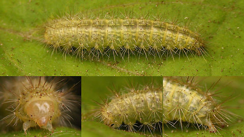 Emmelina monodactyla - Caterpillar  Caterpillar,Emmelina,Emmelina monodactyla,Lepidoptera,Morning glory plume moth,Pterophoridae,moth caterpillar,nl: Windevedermot