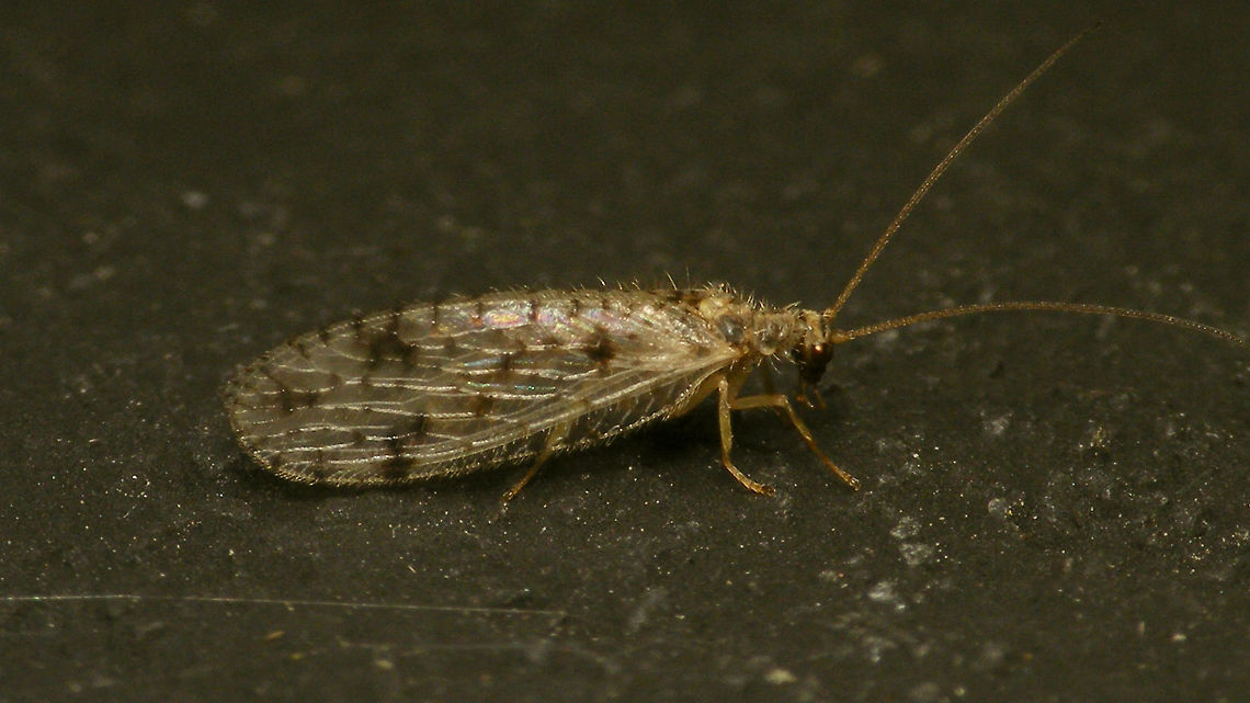 Micromus variegatus on a nightly stroll  Alerdinck,Brown lacewing,Geotagged,Hemerobiidae,Micromus,Micromus variegatus,Netherlands,Neuroptera