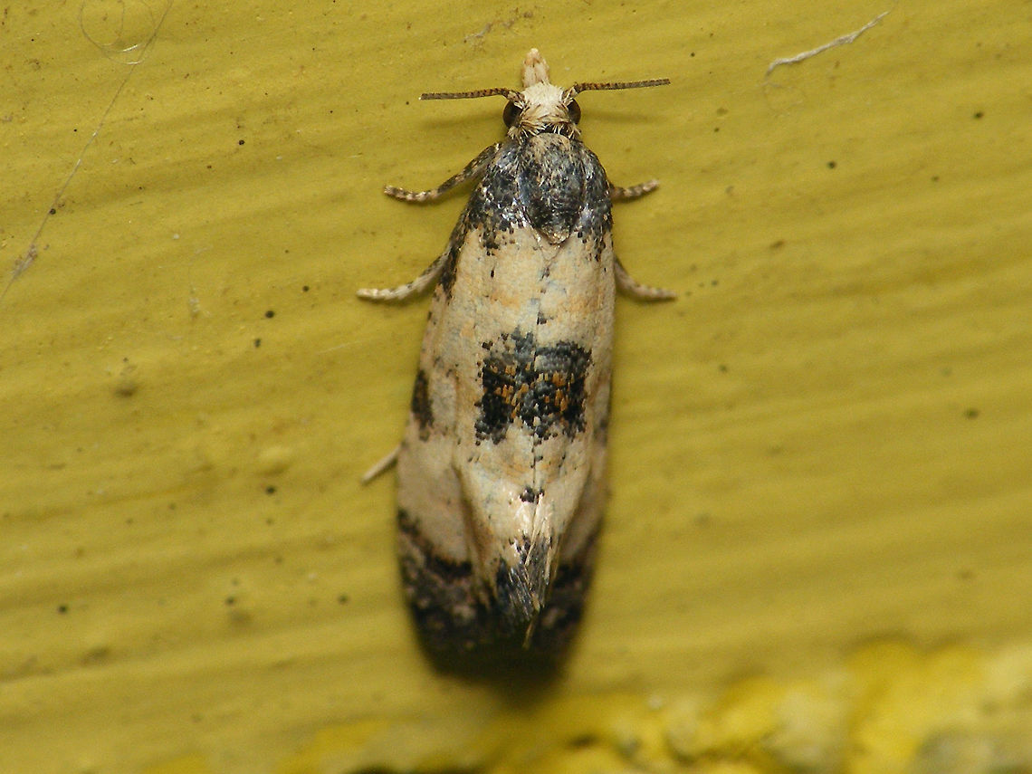 Cochylis dubitana Cochylis dubitana, just out of reach and got &quot;scared away&quot; by a restless Psychodidae before I got a better shot in :-/ Alerdinck,Cochylini,Cochylis,Cochylis dubitana,Geotagged,Lepidoptera,Little conch,Moth,Netherlands,Tortricidae,Tortricinae,moth week 2019,nl: Blauwe distelbladroller