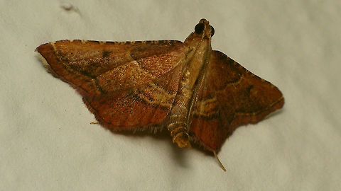 Endotricha flammealis Inside on the ceiling - at first I thougt it would be another https://www.jungledragon.com/tag/58383/meal_moth.html , but no ... :o) Alerdinck,Endotricha,Endotricha flammealis,Endotrichini,Geotagged,Lepidoptera,Moth,Netherlands,Pyralidae,Pyralinae,Pyraloidea,moth week 2019,nl: Strooiselmot