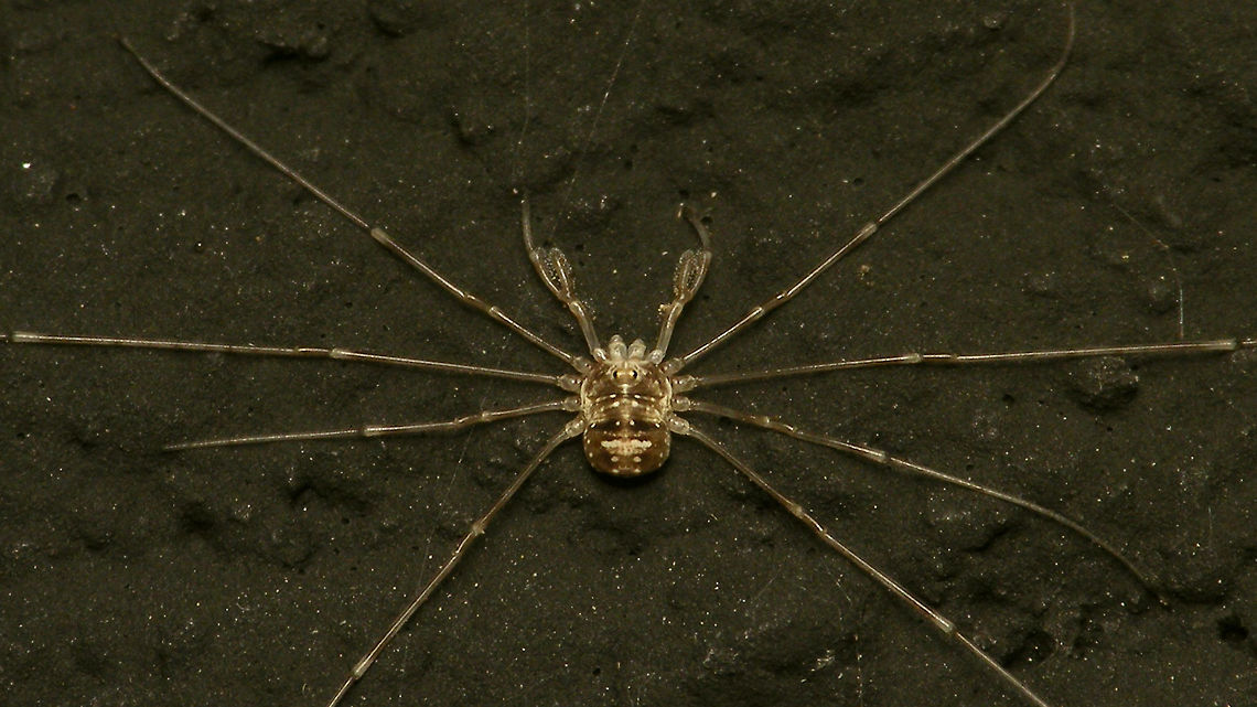 Dicranopalpus ramosus - Juvenile Small juvenile of Dicranopalpus ramosus at night on a wall near a light Alerdinck,Dicranopalpus,Dicranopalpus ramosus,Geotagged,Netherlands,Opiliones,Palpatores,Phalangiidae,Phalangioidea,juvenile,nl: Strekpoot