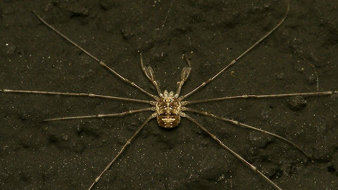 Dicranopalpus ramosus - Juvenile Small juvenile of Dicranopalpus ramosus at night on a wall near a light Alerdinck,Dicranopalpus,Dicranopalpus ramosus,Geotagged,Netherlands,Opiliones,Palpatores,Phalangiidae,Phalangioidea,juvenile,nl: Strekpoot