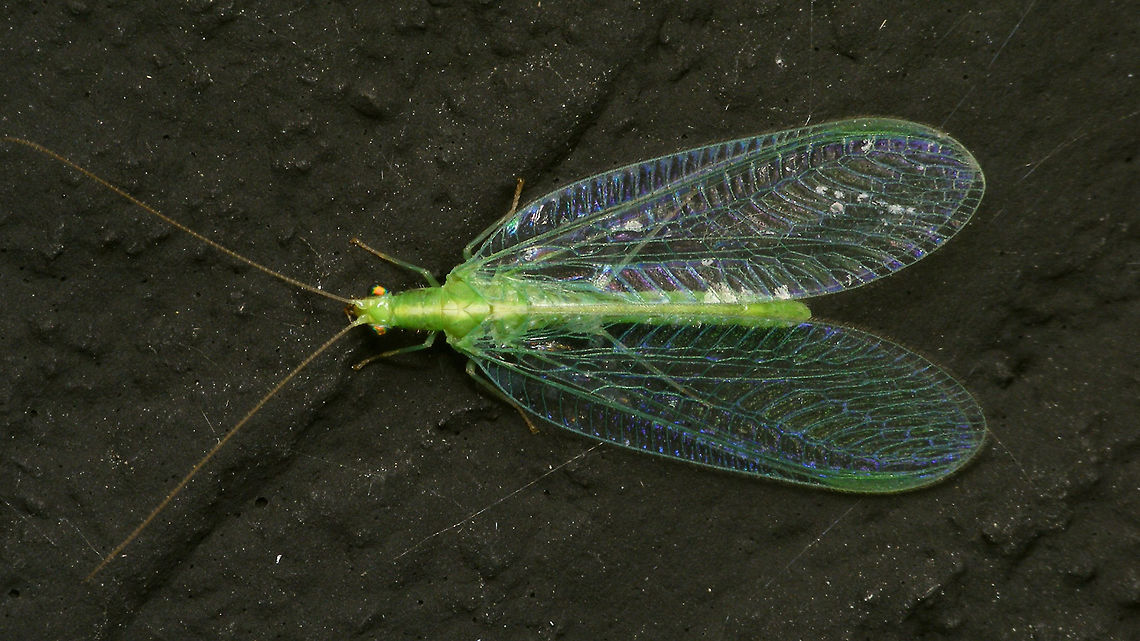 Chrysoperla carnea s.l. at night  Alerdinck,Chrysoperla,Chrysoperla carnea,Chrysopidae,Common green lacewing,Geotagged,Netherlands,Neuroptera,nl: Goudoogje