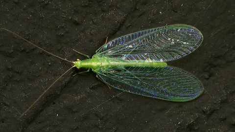 Chrysoperla carnea s.l. at night  Alerdinck,Chrysoperla,Chrysoperla carnea,Chrysopidae,Common green lacewing,Geotagged,Netherlands,Neuroptera,nl: Goudoogje