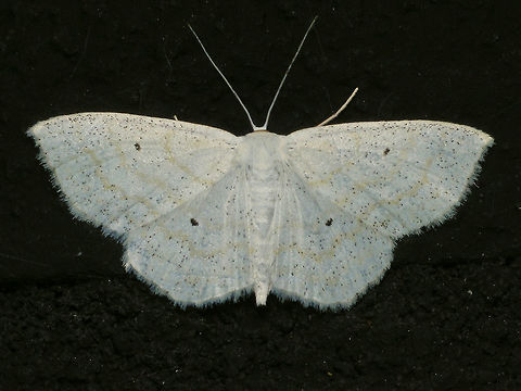 Scopula immutata Lepidoptera,Geometroidea,Geometridae,Sterrhinae,Scopulini,Scopula   Alerdinck,Geometridae,Geometroidea,Geotagged,Lepidoptera,Lesser cream wave,Moth,Netherlands,Scopula,Scopula immutata,Scopulini,Sterrhinae,moth week 2019,nl: Bosspanner