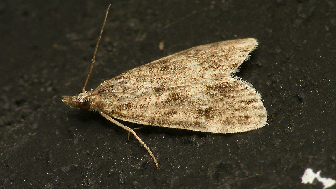 Eudonia or Scoparia sp.  Alerdinck,Crambidae,Eudonia,Geotagged,Lepidoptera,Moth,Netherlands,Pyraloidea,Scoparia,Scopariinae,moth week 2019,nl: Granietmot