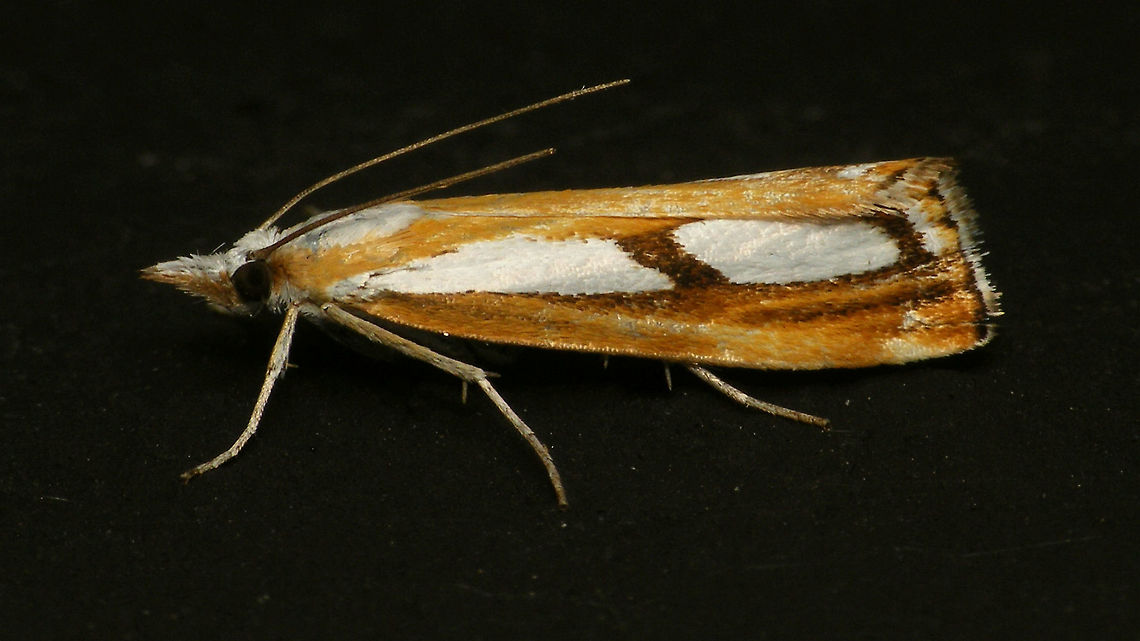 Catoptria permutatellus/osthelderi Would probably need to catch it and rip the genitalia out or some such for proper ID ... not going there with moths ... Alerdinck,Catoptria,Catoptria permutatellus/osthelderi,Crambidae,Crambinae,Geotagged,Lepidoptera,Moth,Moth Week 2019,Netherlands,Pyraloidea