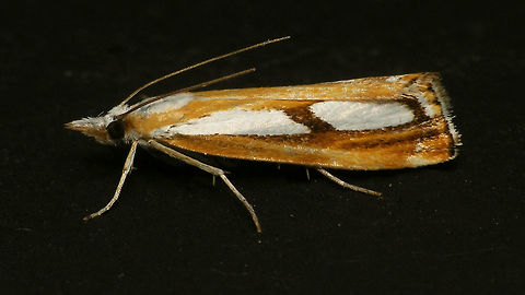 Catoptria permutatellus/osthelderi Would probably need to catch it and rip the genitalia out or some such for proper ID ... not going there with moths ... Alerdinck,Catoptria,Catoptria permutatellus/osthelderi,Crambidae,Crambinae,Geotagged,Lepidoptera,Moth,Moth Week 2019,Netherlands,Pyraloidea