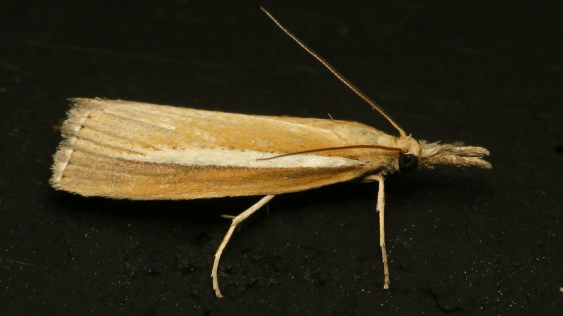 Agriphila selasella  Agriphila,Agriphila selasella,Alerdinck,Crambidae,Crambinae,Geotagged,Lepidoptera,Moth,Moth Week 2019,Netherlands,Pyraloidea,nl: Smalle witlijngrasmot