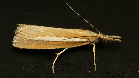 Agriphila selasella