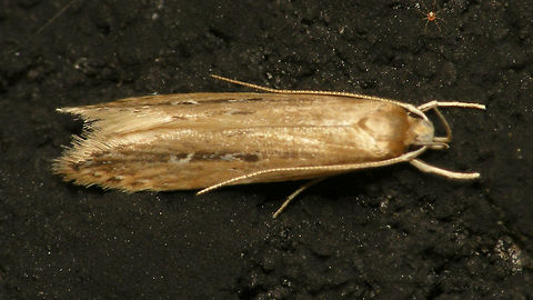 Limnaecia phragmitella  Alerdinck,Cosmopterigidae,Geotagged,Lepidoptera,Limnaecia,Limnaecia phragmitella,Moth,Moth Week 2019,Netherlands,Shy Cosmet Moth,nl: Lisdoddeveertje