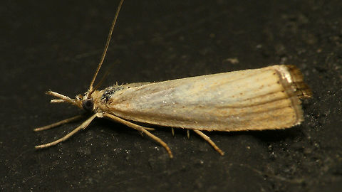 Moth C indet. Agriphila straminella? (Blauwooggrasmot) Alerdinck,Geotagged,Lepidoptera,Moth,Moth Week 2019,Netherlands