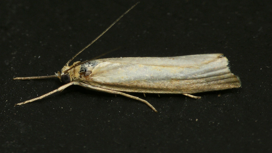 Moth I indet Agriphila sp.? Agriphila,Alerdinck,Crambidae,Geotagged,Lepidoptera,Moth,Netherlands,moth week 2019