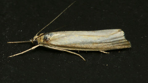 Moth I indet Agriphila sp.? Agriphila,Alerdinck,Crambidae,Geotagged,Lepidoptera,Moth,Netherlands,moth week 2019