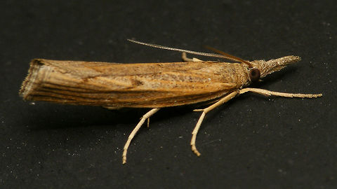 Pediasia contaminella  Alerdinck,Crambidae,Crambinae,Geotagged,Lepidoptera,Moth,Netherlands,Pediasia,Pediasia contaminella,moth week 2019,nl: Oranjebruine grasmot