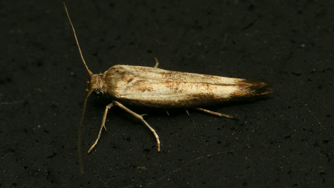 Scythris limbella  Alerdinck,Gelechioidea,Geotagged,Lepidoptera,Moth,Netherlands,Scythrididae,Scythris,Scythris limbella,moth week 2019,nl: Lichte dikkopmot