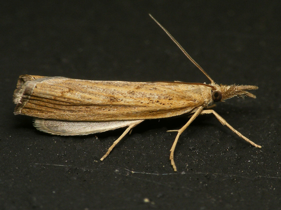 Pediasia contaminella - Underwing showing  Alerdinck,Crambidae,Crambinae,Geotagged,Lepidoptera,Moth,Netherlands,Pediasia,Pediasia contaminella,moth week 2019,nl: Oranjebruine grasmot