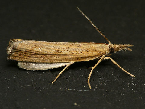 Pediasia contaminella - Underwing showing  Alerdinck,Crambidae,Crambinae,Geotagged,Lepidoptera,Moth,Netherlands,Pediasia,Pediasia contaminella,moth week 2019,nl: Oranjebruine grasmot