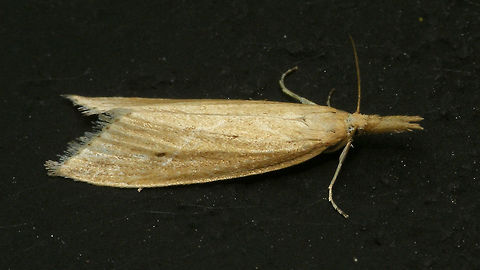 Donacaula forficella  Alerdinck,Crambidae,Donacaula,Donacaula forficella,Geotagged,Lepidoptera,Moth,Netherlands,Pyraloidea,Schoenobiinae,moth week 2019,nl: Liesgrassnuitmot