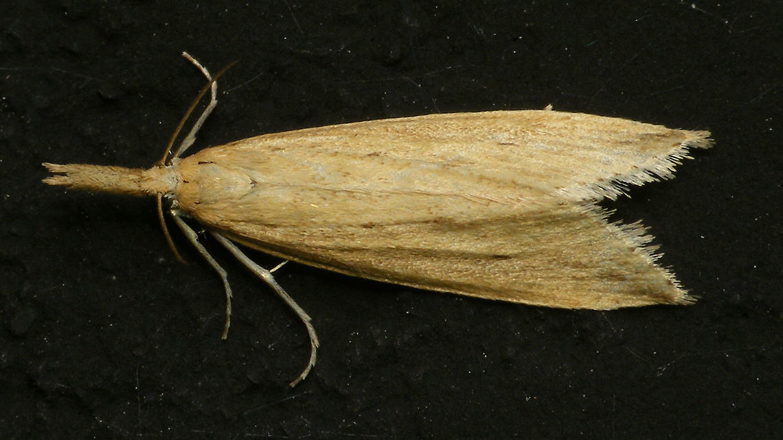 Donacaula forficella - Dorsal  Alerdinck,Crambidae,Donacaula,Donacaula forficella,Geotagged,Lepidoptera,Moth,Netherlands,Pyraloidea,Schoenobiinae,moth week 2019,nl: Liesgrassnuitmot