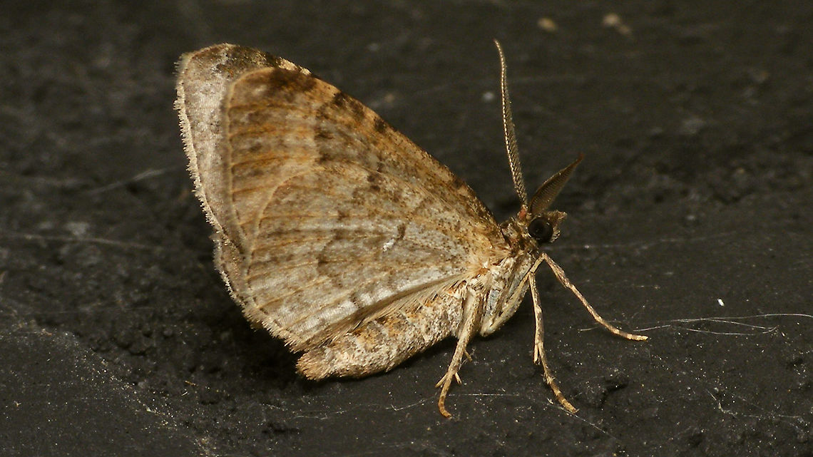 Xanthorhoe ferrugata - Wings closed Not nearly as spectacular as the dorsal side of the wings, but this shot was still missing on JD ;o)  Alerdinck,Dark-barred twin-spot carpet,Geometridae,Geometroidea,Geotagged,Larentiinae,Lepidoptera,Netherlands,Xanthorhoe,Xanthorhoe ferrugata,Xanthorhoini,moth,moth week 2019,nl: Vierbandspanner