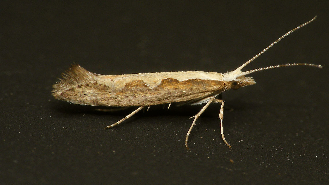 Plutella xylostella  Alerdinck,Diamondback moth,Geotagged,Netherlands,Plutella,Plutella xylostella,Plutellidae,Yponomeutoidea,moth week 2019,nl: Koolmotje