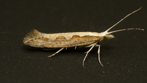 Plutella xylostella  Alerdinck,Diamondback moth,Geotagged,Netherlands,Plutella,Plutella xylostella,Plutellidae,Yponomeutoidea,moth week 2019,nl: Koolmotje