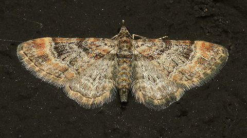 Gymnoscelis rufifasciata  Alerdinck,Double-striped pug,Eupitheciini,Geometridae,Geometroidea,Geotagged,Gymnoscelis,Gymnoscelis rufifasciata,Larentiinae,Lepidoptera,Moth,Netherlands,moth week 2019,nl: Zwartkamdwergspanner