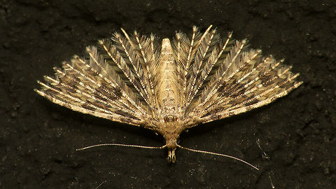 Alucita hexadactyla - Looking down on me  Alerdinck,Alucita,Alucita hexadactyla,Alucitidae,Lepidoptera,Twenty-plume Moth,moth week 2019,nl: Waaiermot