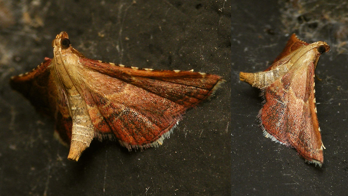 Endotricha flammealis - Resting posture Found one again today, on an outside wall this time. Here is a feeble effort to show the oddball resting posture, high on the fore legs. Alerdinck,Endotricha,Endotricha flammealis,Endotrichini,Geotagged,Lepidoptera,Moth,Netherlands,Pyralidae,Pyralinae,Pyraloidea,moth week 2019,nl: Strooiselmot
