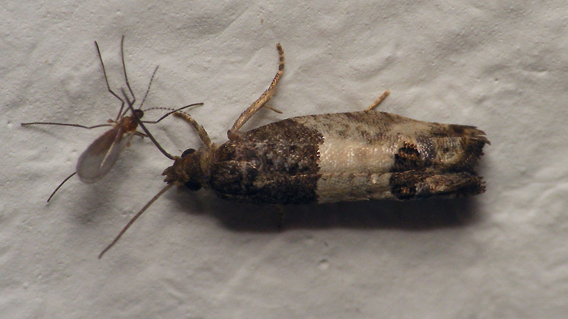 Spilonota ocellana on wall  Alerdinck,Bud Moth,Eucosmini,Geotagged,Netherlands,Olethreutinae,Spilonota,Spilonota ocellana,Tortricidae,moth week 2019,nl: Rode knopbladroller