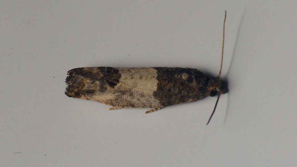 Spilonota ocellana  Alerdinck,Bud Moth,Eucosmini,Geotagged,Netherlands,Olethreutinae,Spilonota,Spilonota ocellana,Tortricidae,moth week 2019,nl: Rode knopbladroller