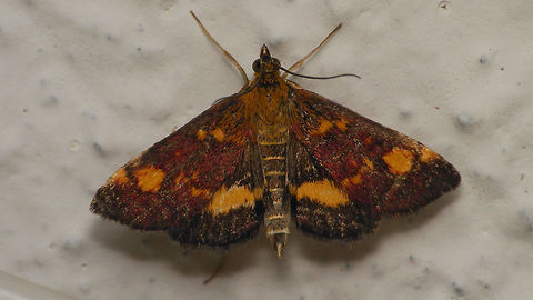 Pyrausta aurata - Wings open  Alerdinck,Crambidae,Geotagged,Lepidoptera,Mint Moth,Netherlands,Pyraloidea,Pyrausta,Pyrausta aurata,Pyraustinae,moth week 2019,nl: Muntvlindertje