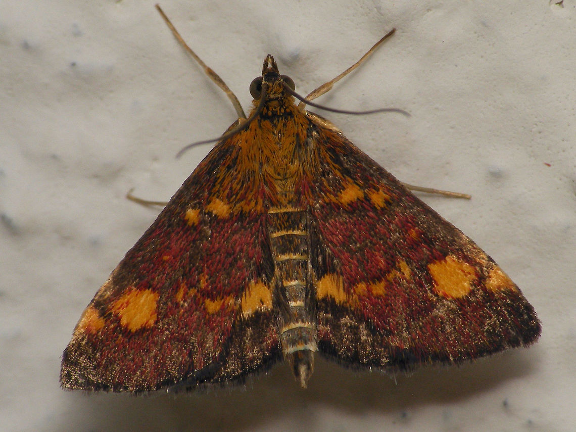 Pyrausta aurata - Wings closed  Alerdinck,Crambidae,Geotagged,Lepidoptera,Mint Moth,Netherlands,Pyraloidea,Pyrausta,Pyrausta aurata,Pyraustinae,moth week 2019,nl: Muntvlindertje