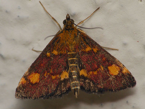 Pyrausta aurata - Wings closed  Alerdinck,Crambidae,Geotagged,Lepidoptera,Mint Moth,Netherlands,Pyraloidea,Pyrausta,Pyrausta aurata,Pyraustinae,moth week 2019,nl: Muntvlindertje