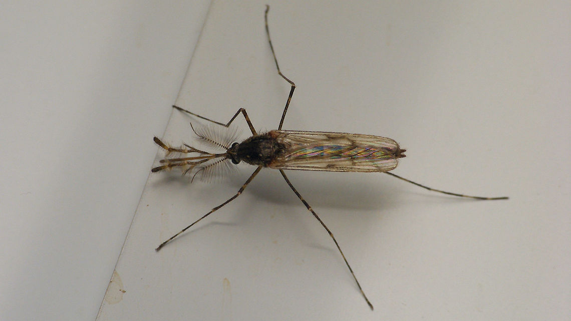 Culiseta annulata - Male  Alerdinck,Culiseta,Culiseta annulata,Geotagged,Nematocera,Netherlands,nl: Grote steekmug