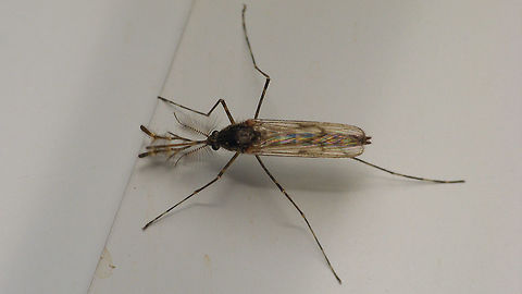 Culiseta annulata - Male  Alerdinck,Culiseta,Culiseta annulata,Geotagged,Nematocera,Netherlands,nl: Grote steekmug