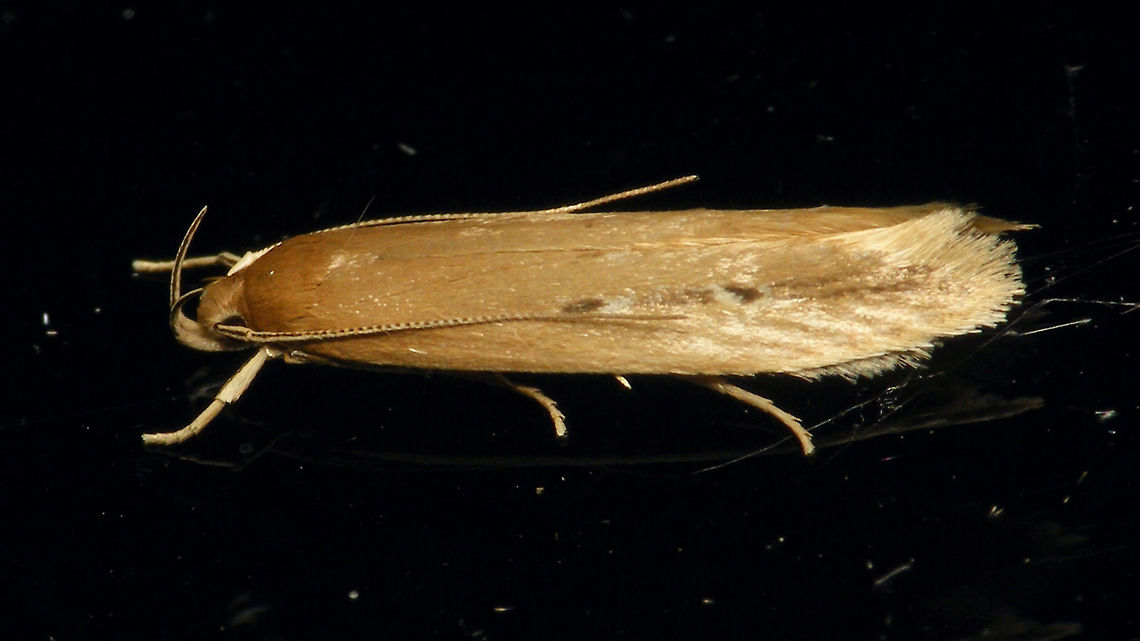 Limnaecia phragmitella on window  Alerdinck,Cosmopterigidae,Geotagged,Lepidoptera,Limnaecia,Limnaecia phragmitella,Moth,Moth Week 2019,Netherlands,Shy Cosmet Moth,nl: Lisdoddeveertje