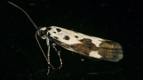 Ethmia quadrillella Alerdinck,Depressariidae,Elachistidae,Ethmia,Ethmia quadrillella,Ethmiinae,Gelechioidea,Geotagged,Netherlands,moth week 2019,nl: Kleine zwartwitmot