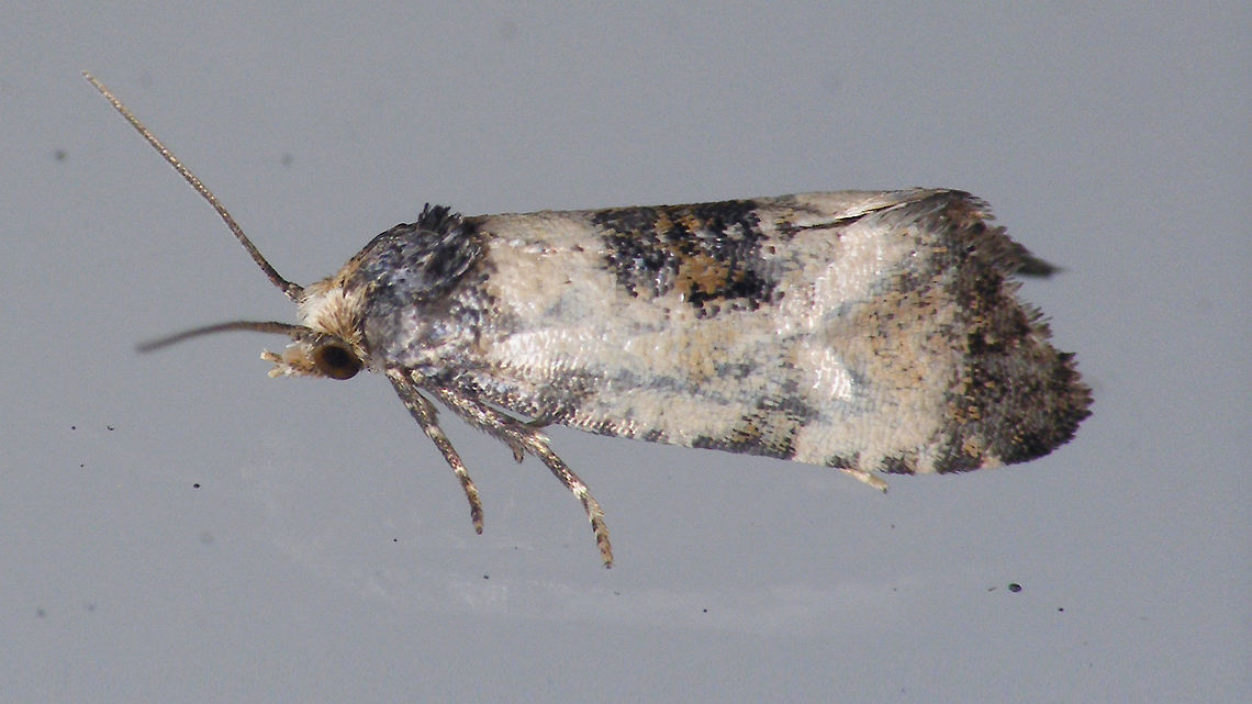 Cochylis dubitana - on window  Alerdinck,Cochylini,Cochylis,Cochylis dubitana,Geotagged,Lepidoptera,Little conch,Moth,Netherlands,Tortricidae,Tortricinae,moth week 2019,nl: Blauwe distelbladroller