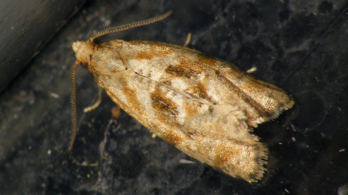 Phalonidia manniana/udana Phalonidia manniana or Ph. udana (Muntbladroller/wederikbladroller), probably not ID-able from photo? Alerdinck,Cochylini,Geotagged,Lepidoptera,Netherlands,Phalonidia,Phalonidia manniana,Tortricidae,Tortricinae,Tortricoidea,Wederikbladroller,moth week 2019,nl: Muntbladroller