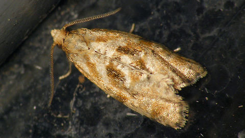 Phalonidia manniana/udana Phalonidia manniana or Ph. udana (Muntbladroller/wederikbladroller), probably not ID-able from photo? Alerdinck,Cochylini,Geotagged,Lepidoptera,Netherlands,Phalonidia,Phalonidia manniana,Tortricidae,Tortricinae,Tortricoidea,Wederikbladroller,moth week 2019,nl: Muntbladroller