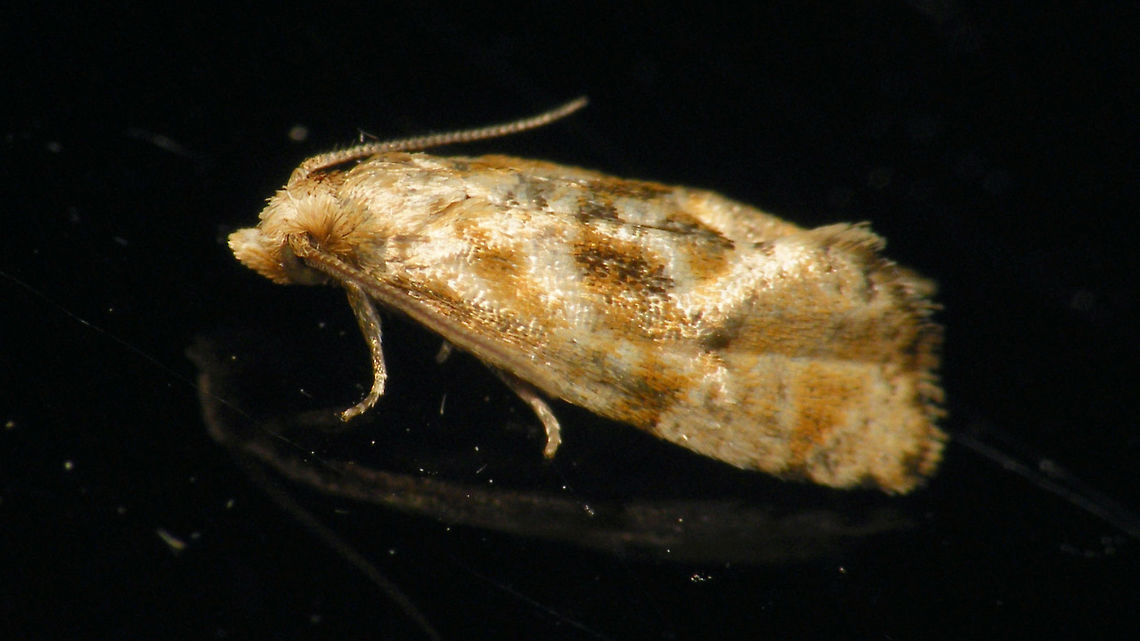 Phalonidia manniana/udana - lateral Phalonidia manniana or Ph. udana (Muntbladroller/wederikbladroller), probably not ID-able from photo? Alerdinck,Cochylini,Geotagged,Lepidoptera,Netherlands,Phalonidia,Phalonidia manniana,Tortricidae,Tortricinae,Tortricoidea,Wederikbladroller,moth week 2019,nl: Muntbladroller