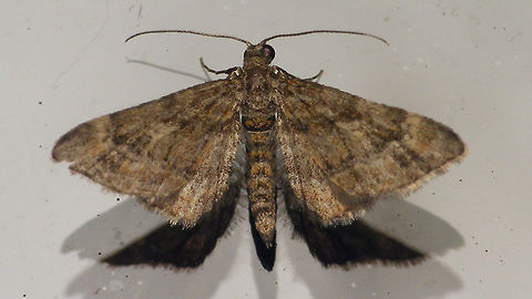 Gymnoscelis rufifasciata on window  Alerdinck,Double-striped pug,Eupitheciini,Geometridae,Geometroidea,Geotagged,Gymnoscelis,Gymnoscelis rufifasciata,Larentiinae,Lepidoptera,Moth,Netherlands,moth week 2019,nl: Zwartkamdwergspanner